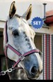/album/fotogaleria-ohlavka-monaco/kantar-fp-monaco-sedocervena-cob-full-jpg1/